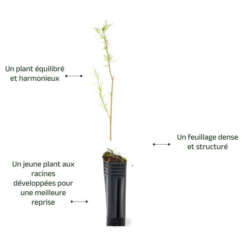 Saule des vanniers (Salix viminalis) - Godet - Taille 20/40cm - Pépinières Naudet - Image 3