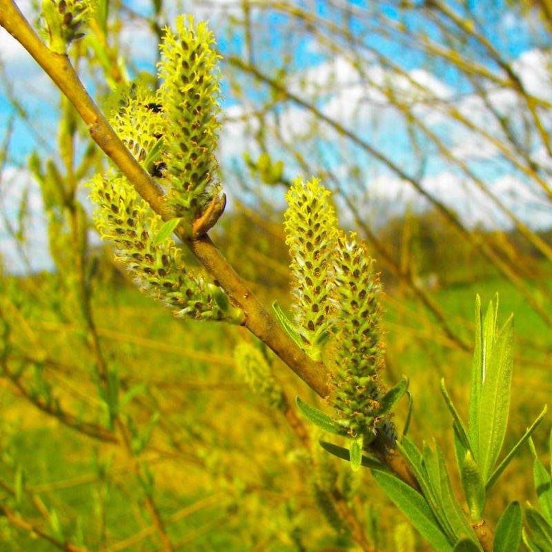 Saule des vanniers (Salix viminalis) - Godet - Taille 20/40cm - Pépinières Naudet - Image 1