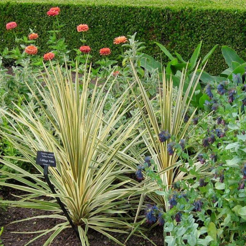 Cordyline australe Torbay Dazzler - Pot de 7,5L - 60/80 cm - Image 2