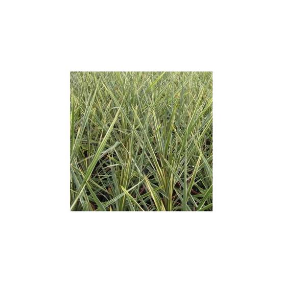 Cordyline australe Torbay Dazzler - Pot de 7,5L - 60/80 cm - Image 1