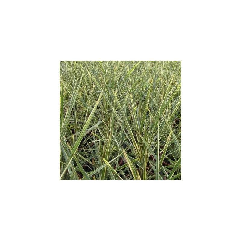 Cordyline australe Torbay Dazzler - Pot de 7,5L - 60/80 cm - Image 1