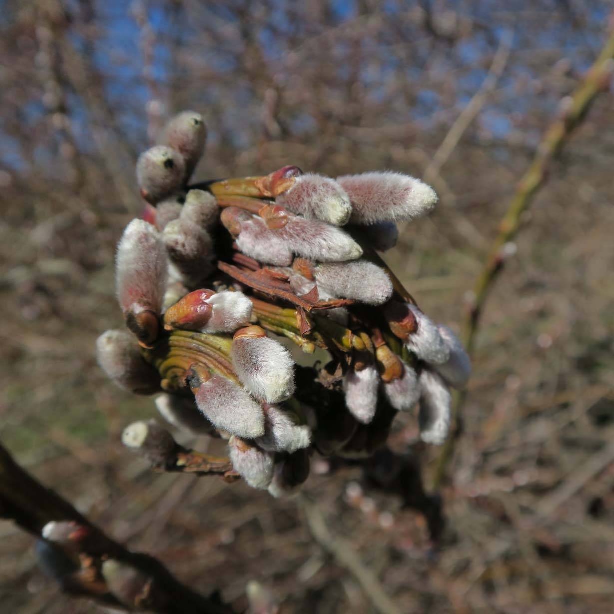 Promesse de Fleurs - Salix sachalinensis Sekka - Saule de Sakhaline  Pot de 3L/4L - Image 1