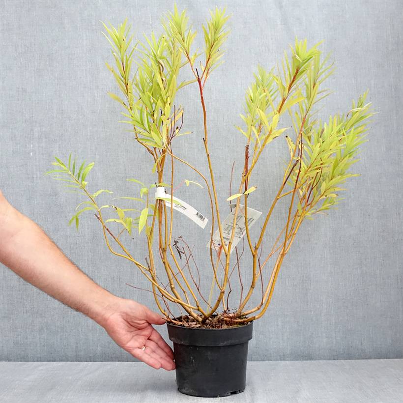 Promesse de Fleurs - Salix sachalinensis Sekka - Saule de Sakhaline Pot de 3L/4L - Image 2