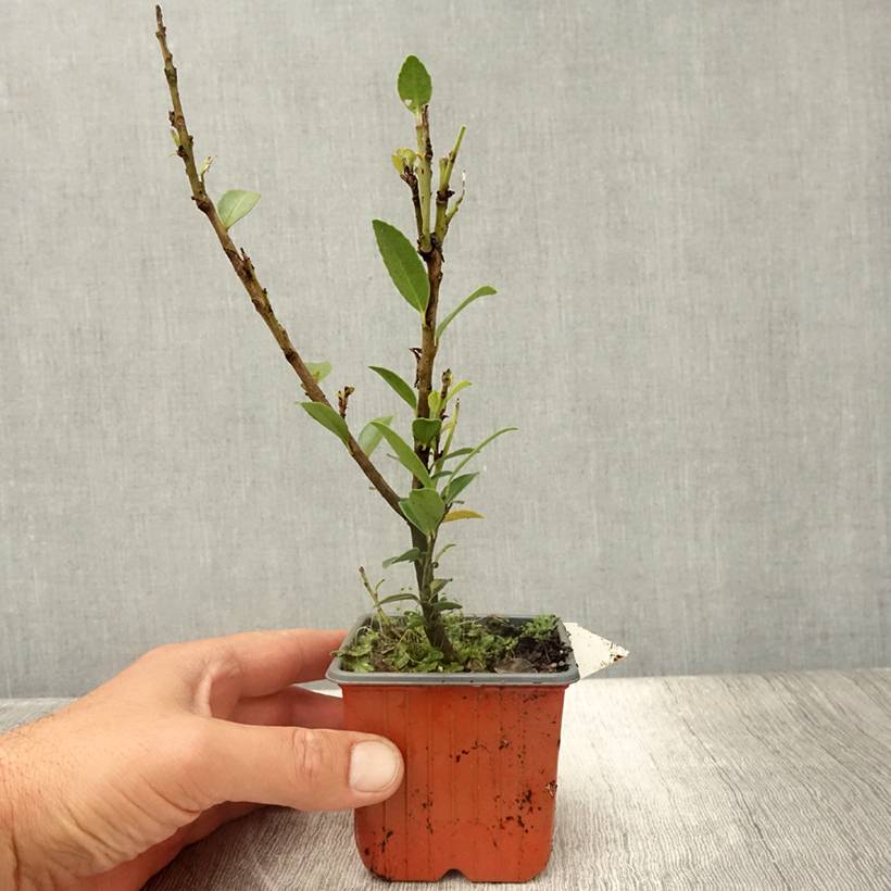Ilex maximowicziana Kanehirae - Houx Mutchagara Godet de 8/9 cm - Image 2