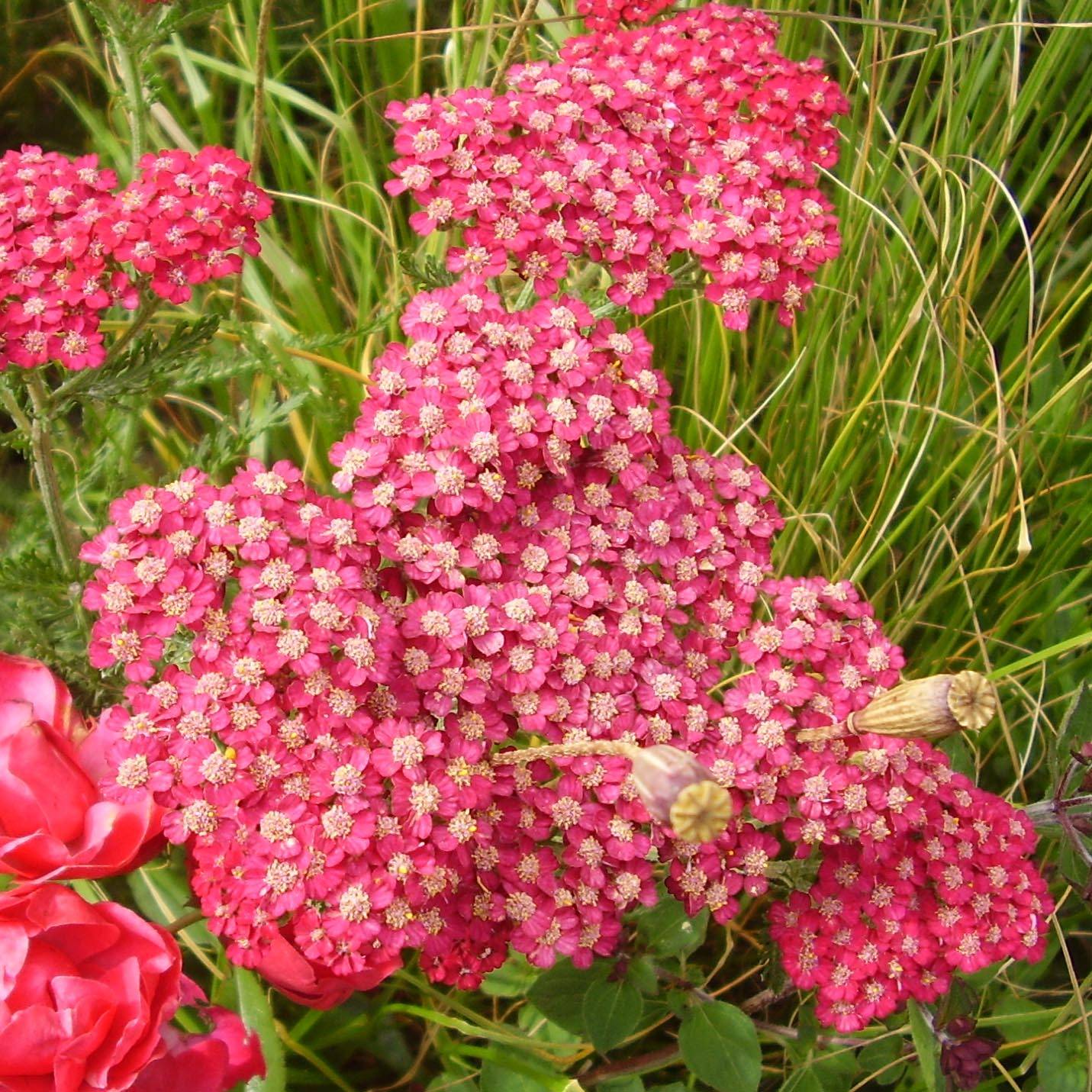 Promesse de Fleurs - Achillée millefolium Petra Godet de 8/9 cm