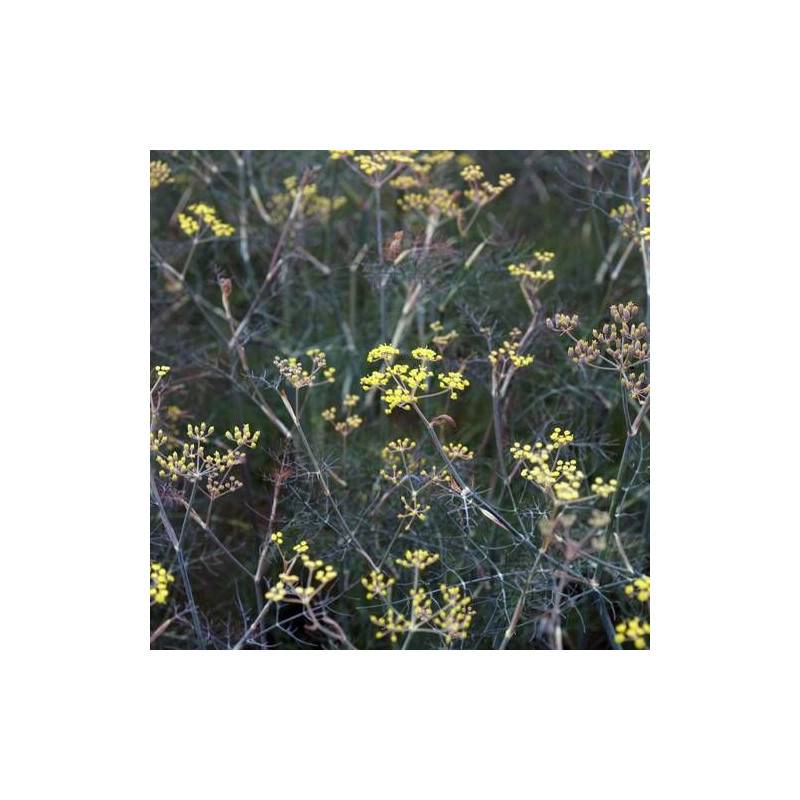 Fenouil commun bronze à fleurs Jaune - feuillage Caduc - Godet - 5/20 cm-  hauteur à maturité De 0,50 m à 1,00 m - Image 4