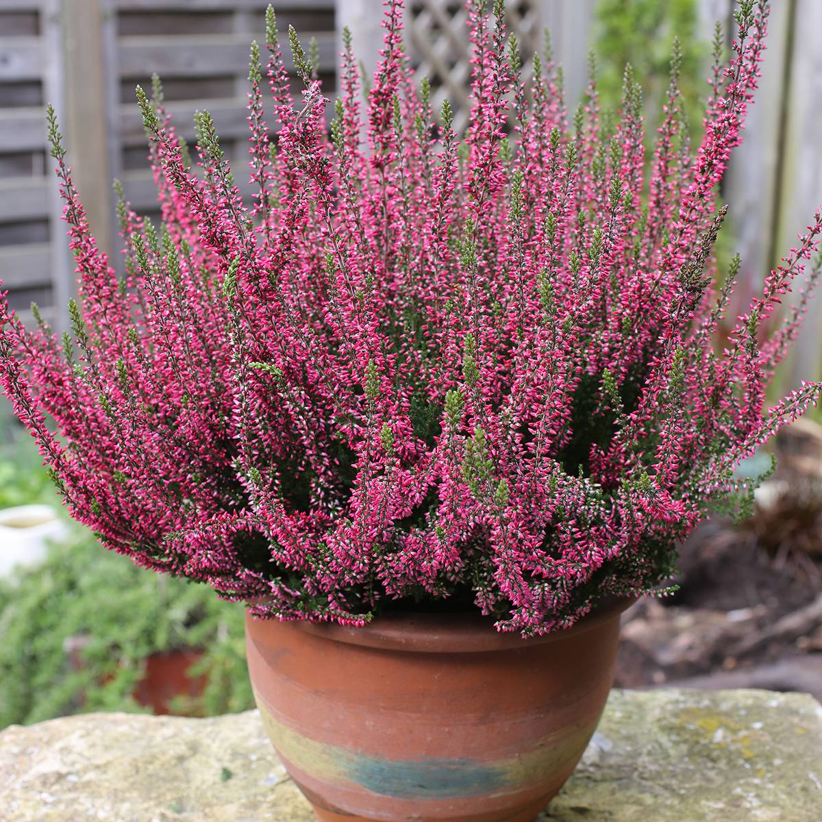 Promesse de Fleurs - Bruyère d'été - Calluna Garden Girls Rosita Pot de 1L/1,5L