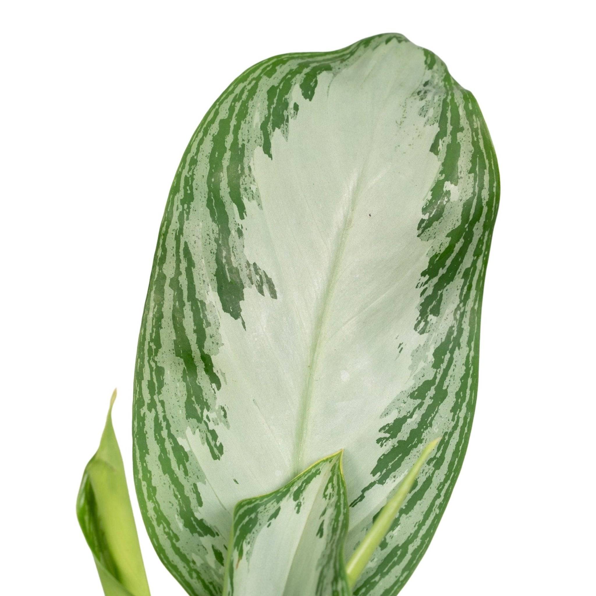 Aglaonema Silver Bay  h55cm 55cm - Plante d'intérieur- La Green Touch - Image 4