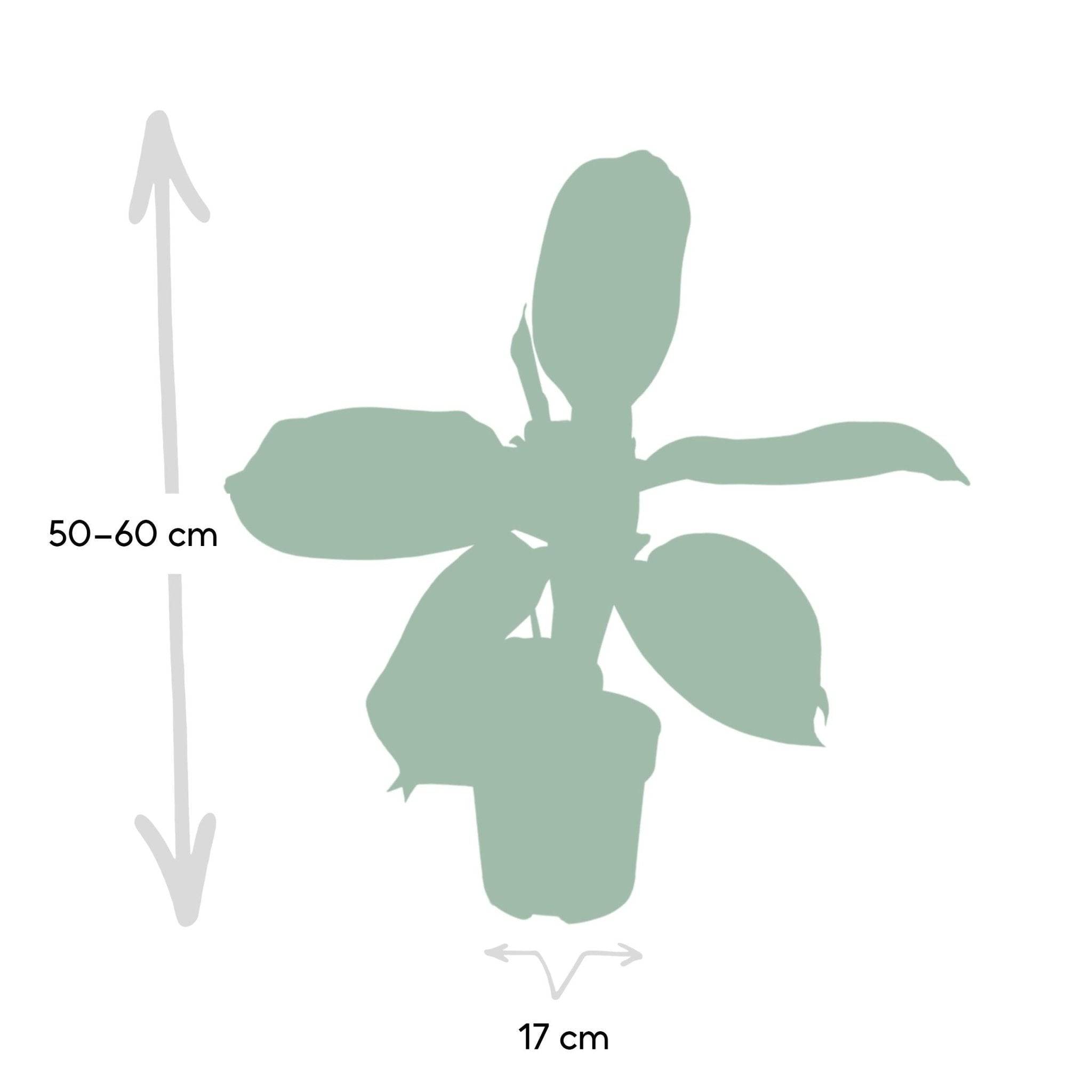 Aglaonema Silver Bay  h55cm 55cm - Plante d'intérieur- La Green Touch - Image 3