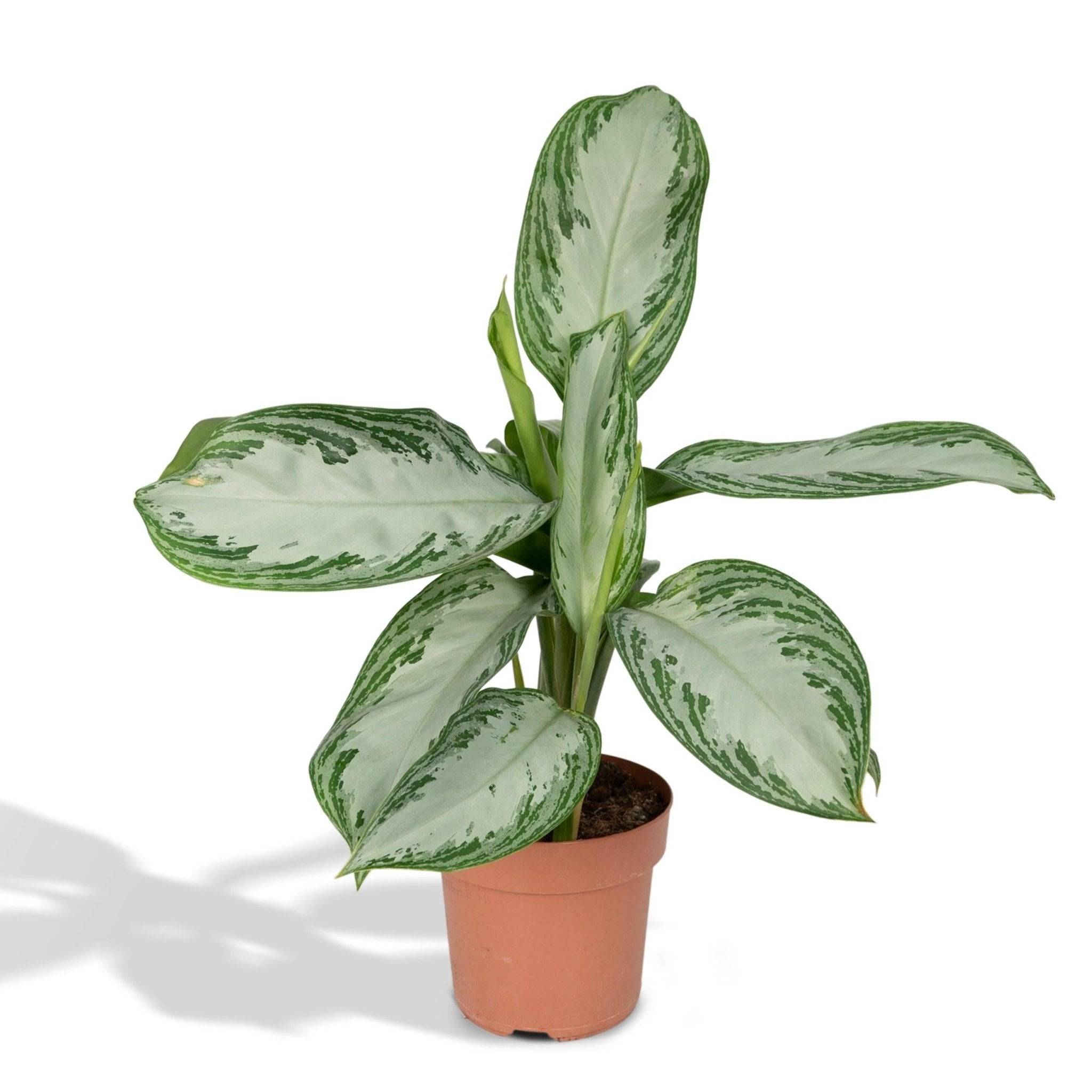 Aglaonema Silver Bay h55cm 55cm - Plante d'intérieur- La Green Touch - Image 2