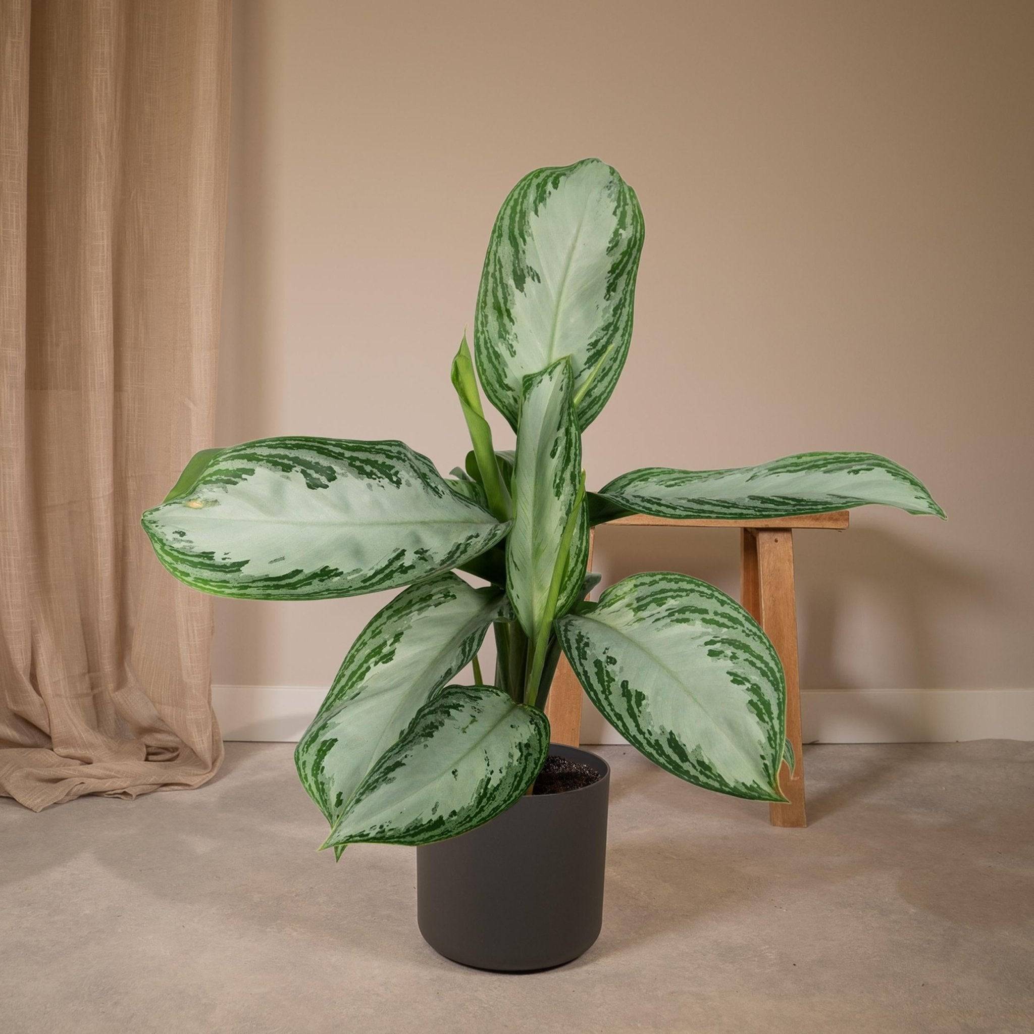 Aglaonema Silver Bay  h55cm 55cm - Plante d'intérieur- La Green Touch - Image 5