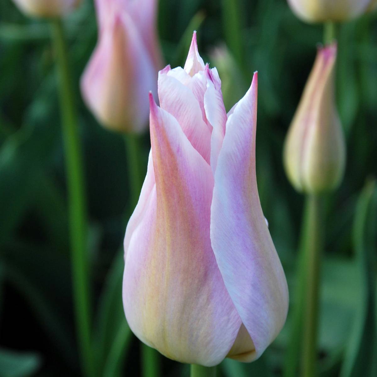 Promesse de Fleurs - Tulipe Fleur de Lis Ballade Lady Bulbe calibre 12+ (par 10)