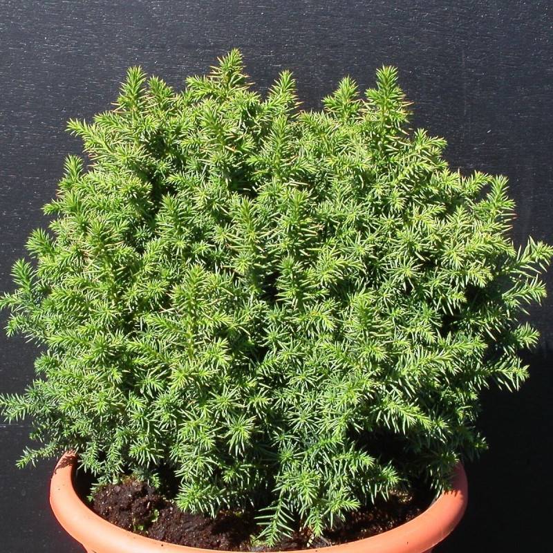 Cèdre du Japon Vilmoriniana, Cryptomeria - - Image 2