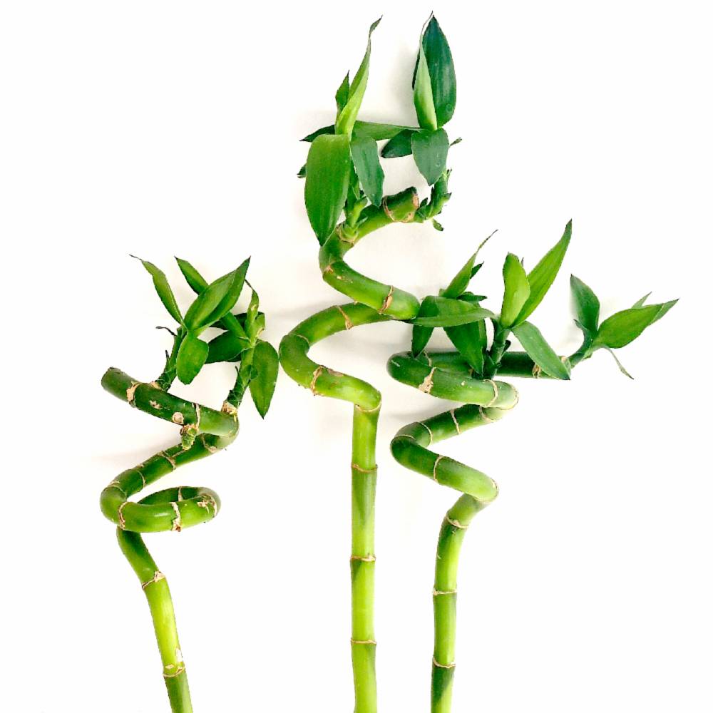 Gardenersdream - 3 Lucky Bambou 30 Cm Tiges Spiralées Pour Plante En Pot D'Intérieur Rebord De Fenêtre - GardenersDream - Image 2