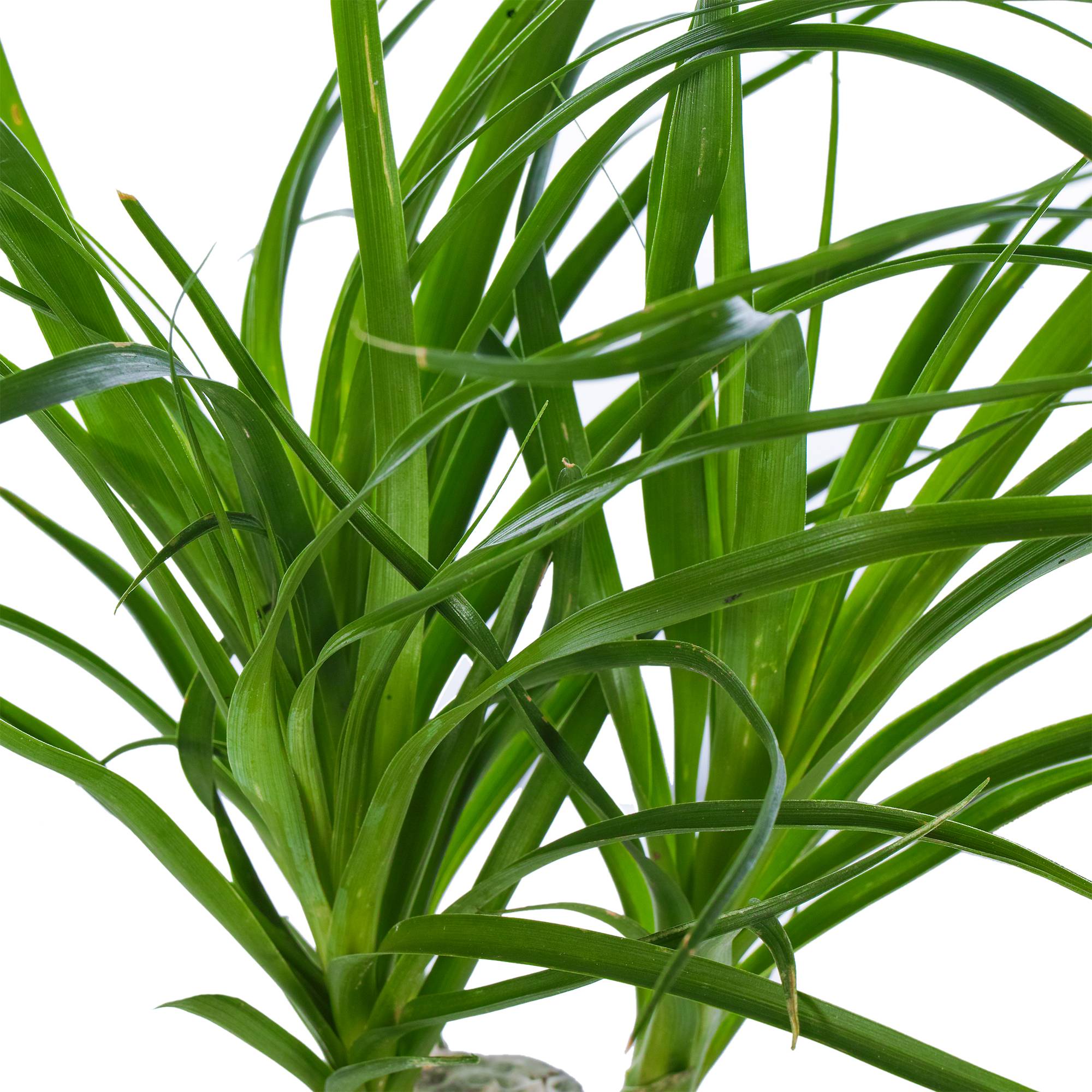 Gardenersdream - Beaucarnea Recurvata 40-50 Cm En Pot Pied D’Éléphant Plante D'Intérieur Cadeau - GardenersDream - Image 4