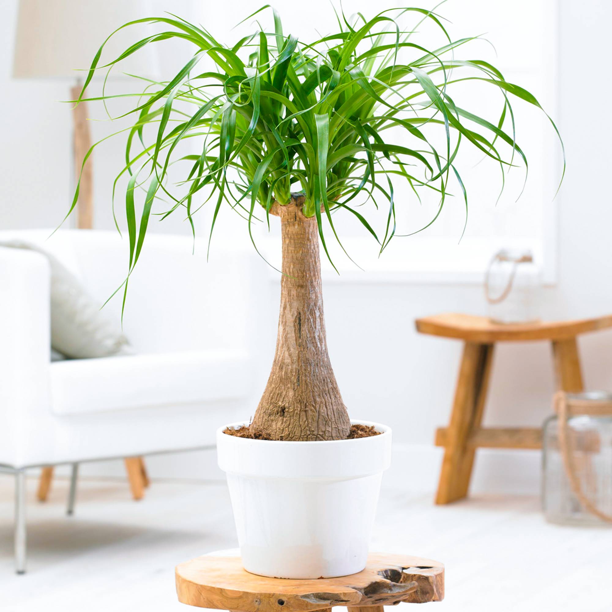 Gardenersdream - Beaucarnea Recurvata 40-50 Cm En Pot Pied D’Éléphant Plante D'Intérieur Cadeau - GardenersDream - Image 1