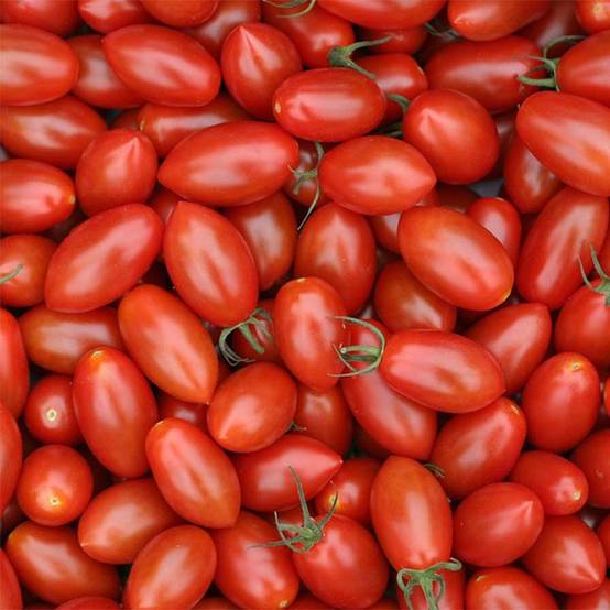 Tomate Trilly F1 en plants GREFFES - Tomate-cerise allongée Mini-motte Ø 3/4 cm, Livré en hauteur de 5 à 10 cm (par 2)