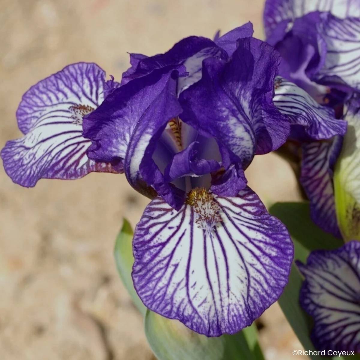 Promesse de Fleurs - Iris germanica Dinky Circus - Iris des Jardins nain Rhizome