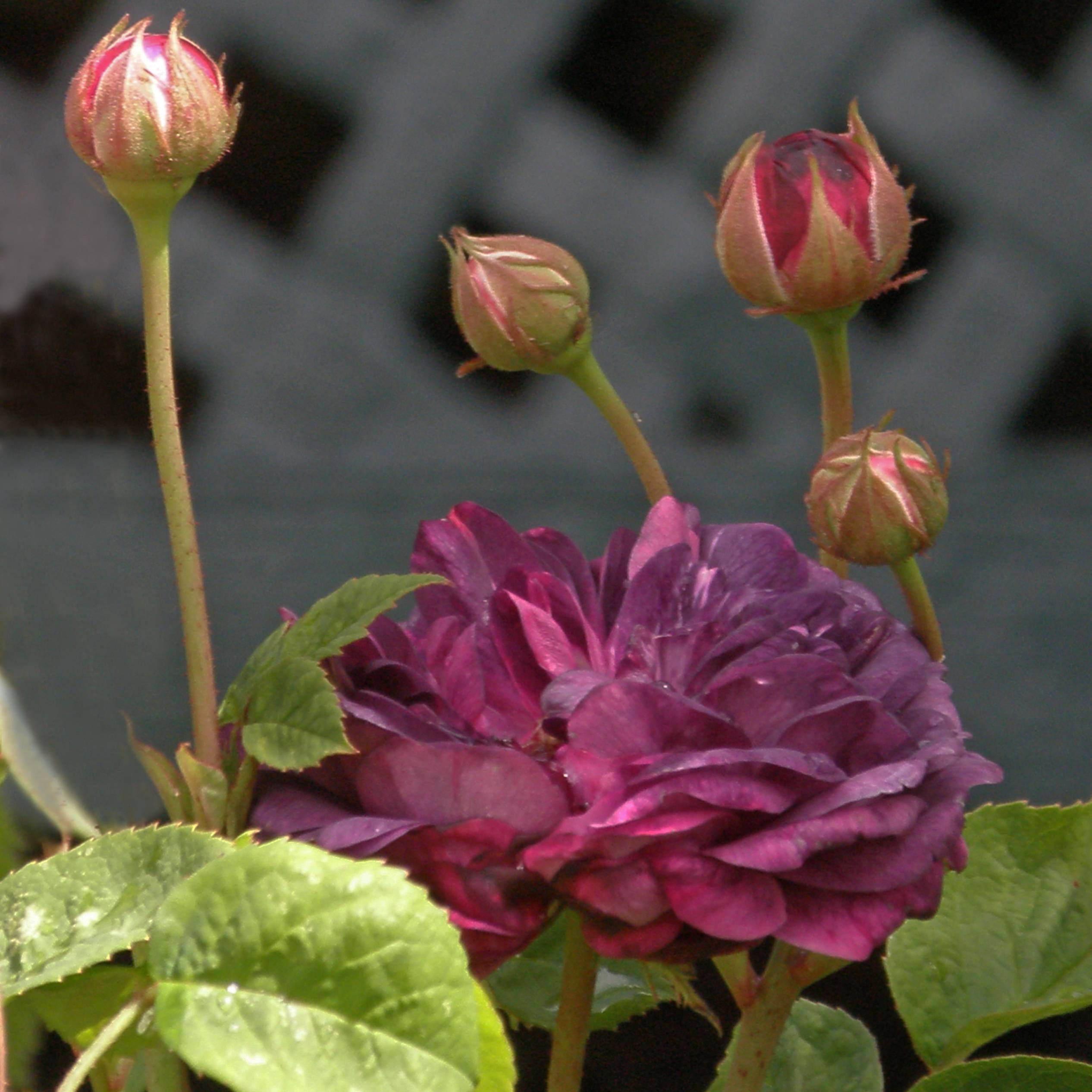 Promesse de Fleurs - Rosier ancien Cardinal de Richelieu Pot de 4L/5L