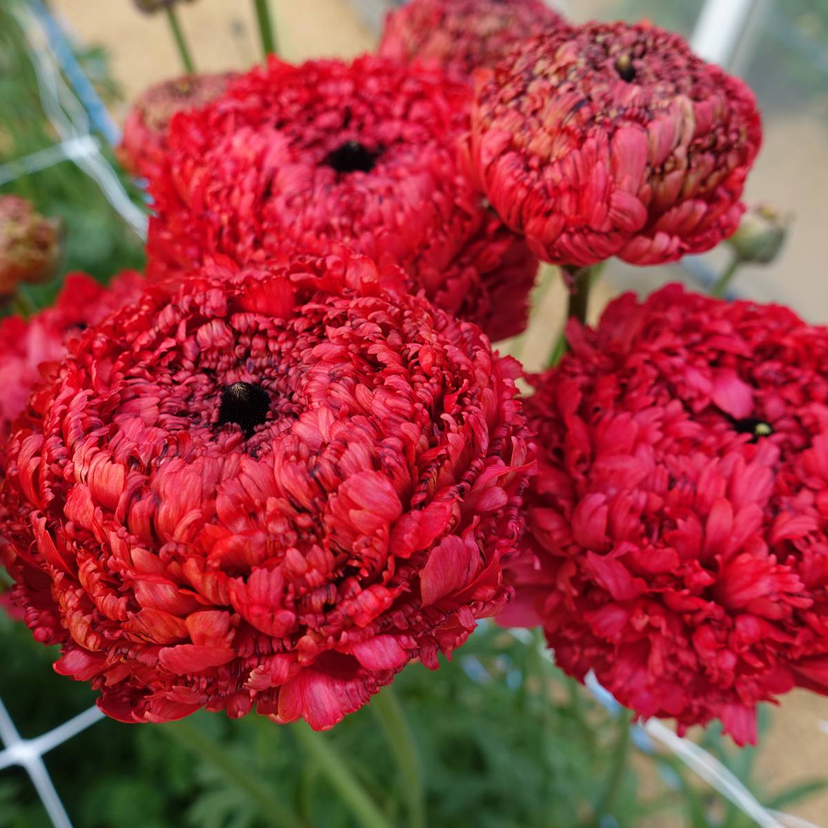 Promesse de Fleurs - Renoncule des fleuristes Poodle Chaouen II – Ranunculus asiaticus Bulbe calibre 8+