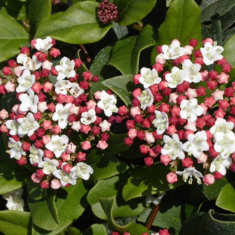 Viorne, Laurier Tin Gwenllian, Viburnum à fleurs Blanche - feuillage Persistant - Pot de 5L - 40/60 cm- hauteur à maturité De 1,50 m à 2,00 m - Image 1