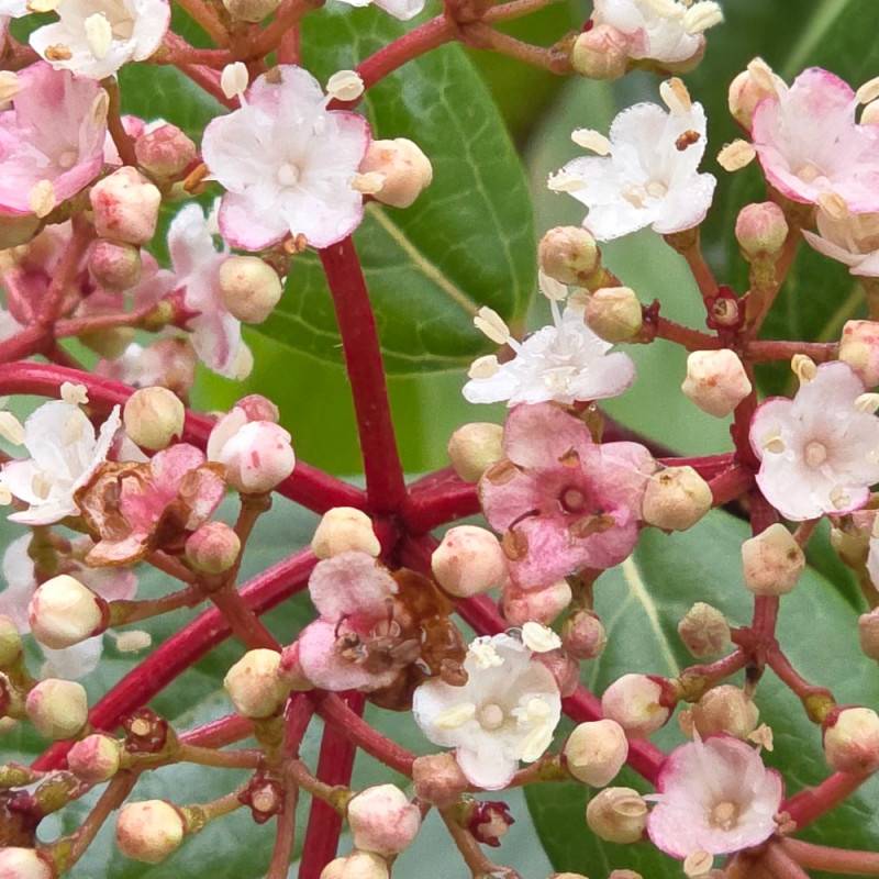 Viorne, Laurier Tin Gwenllian, Viburnum à fleurs Blanche - feuillage Persistant - Pot de 5L - 40/60 cm-  hauteur à maturité De 1,50 m à 2,00 m - Image 9