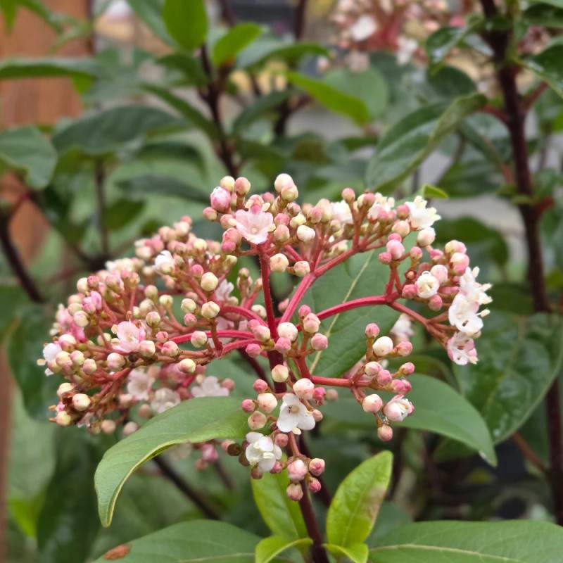 Viorne, Laurier Tin Gwenllian, Viburnum à fleurs Blanche - feuillage Persistant - Pot de 5L - 40/60 cm-  hauteur à maturité De 1,50 m à 2,00 m - Image 8