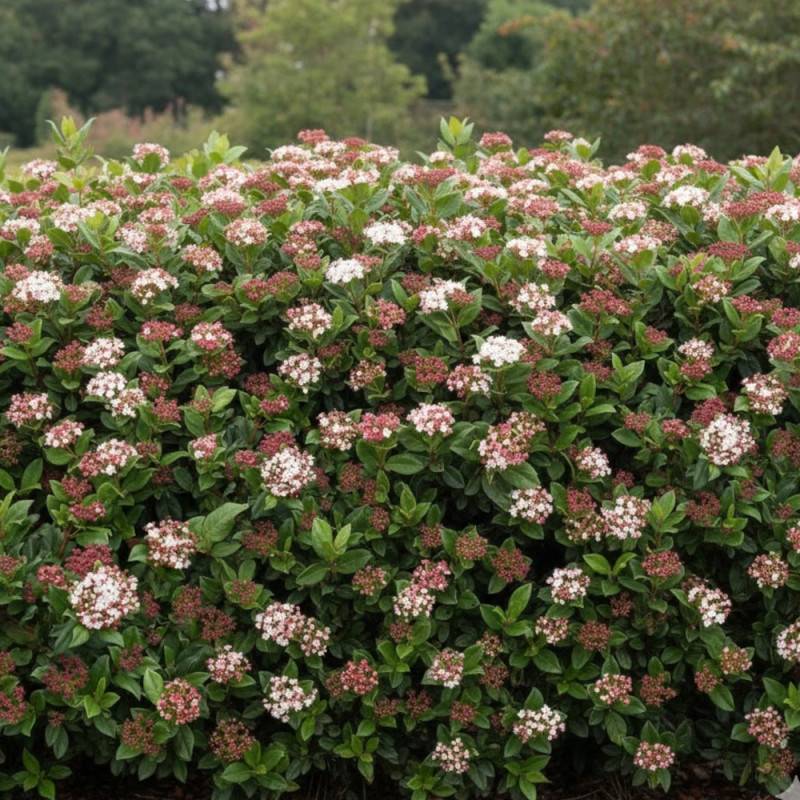 Viorne, Laurier Tin Gwenllian, Viburnum à fleurs Blanche - feuillage Persistant - Pot de 5L - 40/60 cm- hauteur à maturité De 1,50 m à 2,00 m - Image 2