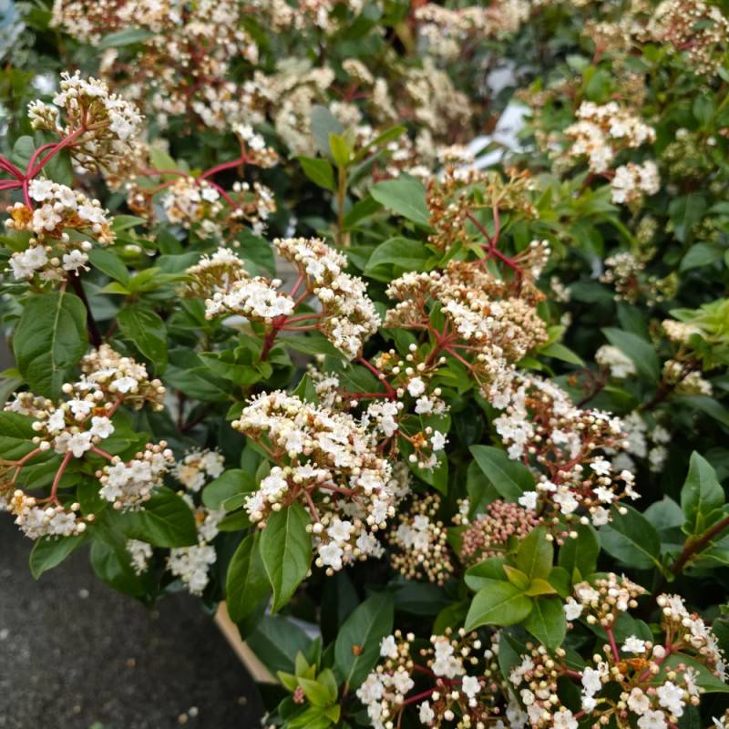Viorne, Laurier Tin Gwenllian, Viburnum à fleurs Blanche - feuillage Persistant - Pot de 5L - 40/60 cm- hauteur à maturité De 1,50 m à 2,00 m - Image 6
