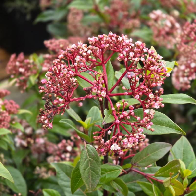 Viorne, Laurier Tin Gwenllian, Viburnum à fleurs Blanche - feuillage Persistant - Pot de 5L - 40/60 cm- hauteur à maturité De 1,50 m à 2,00 m - Image 7