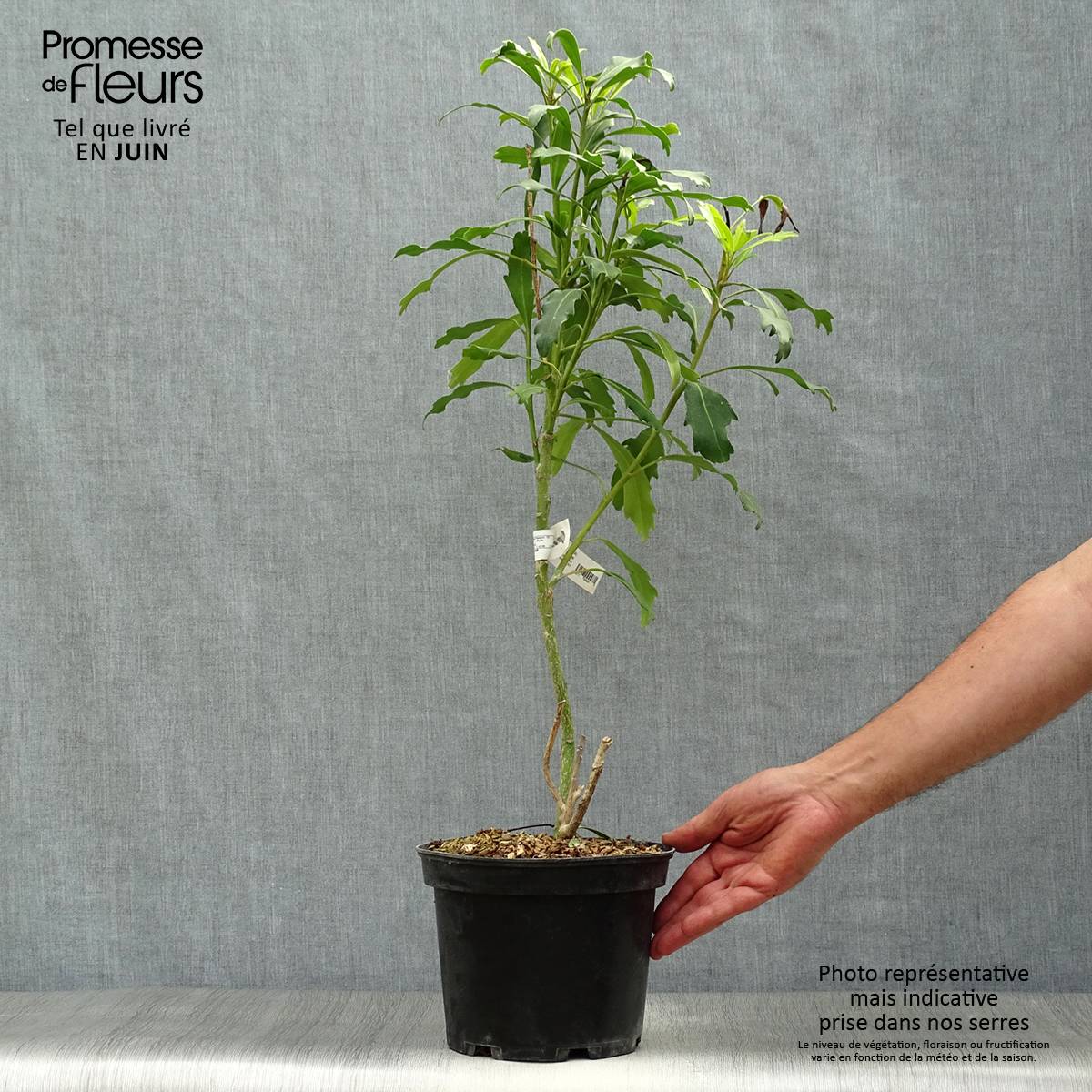 Pseudopanax lessonii Goldfinger Pot de 3L/4L - Image 2