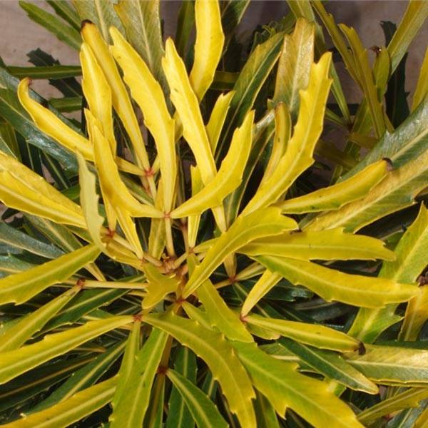 Pseudopanax lessonii Goldfinger Pot de 3L/4L - Image 1