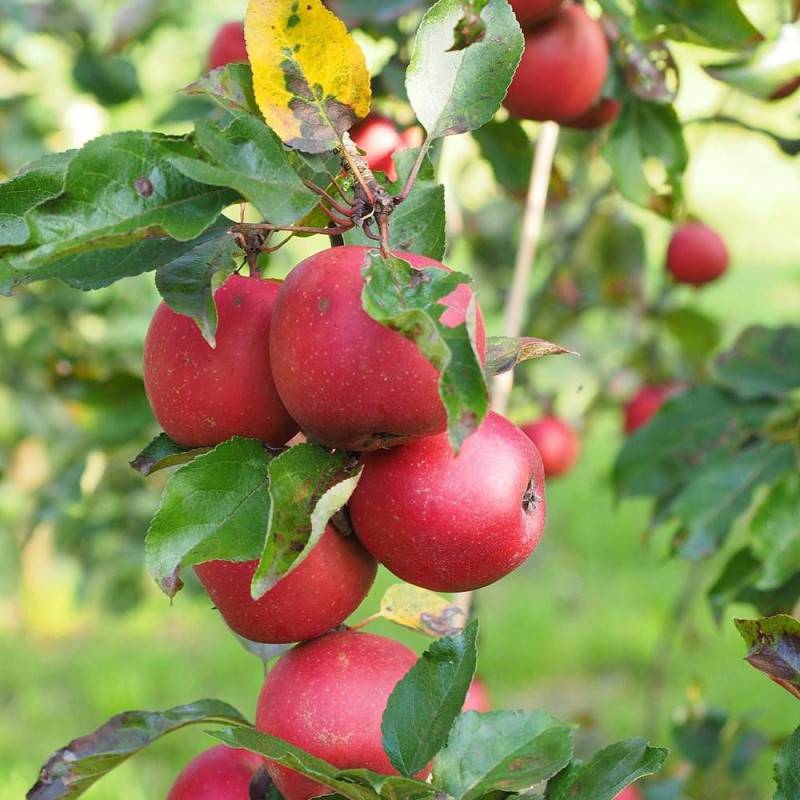 Pommier Ariane® - Excellent rendement - Pot de 10L - Gobelet 2 ans - 120/150 cm - De 3,00 m à 5,00 m - Image 6