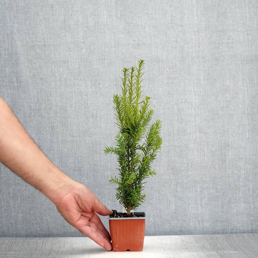 Taxus media Hillii - If hybride Godet de 8/9 cm - Image 2