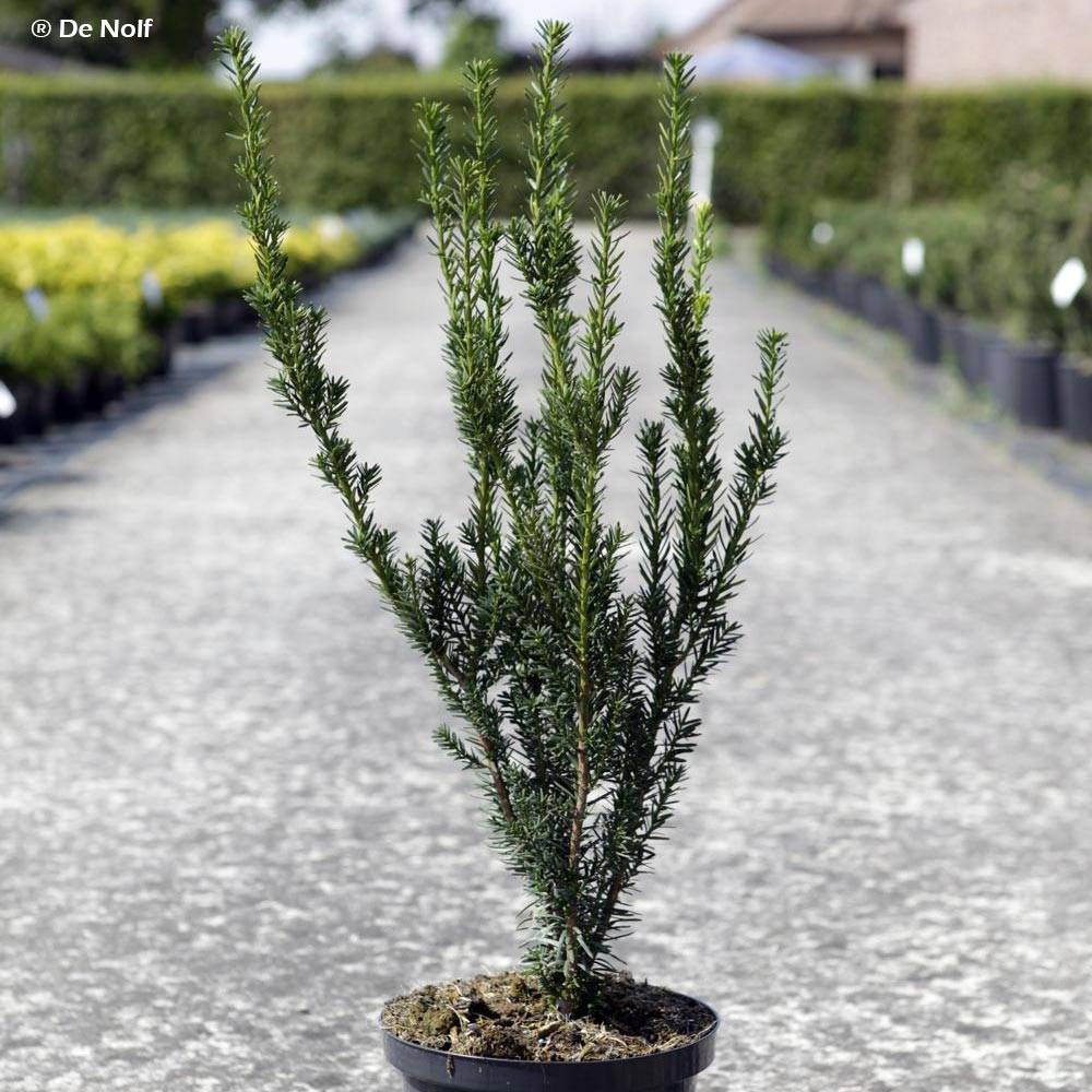 Taxus media Hillii - If hybride Godet de 8/9 cm