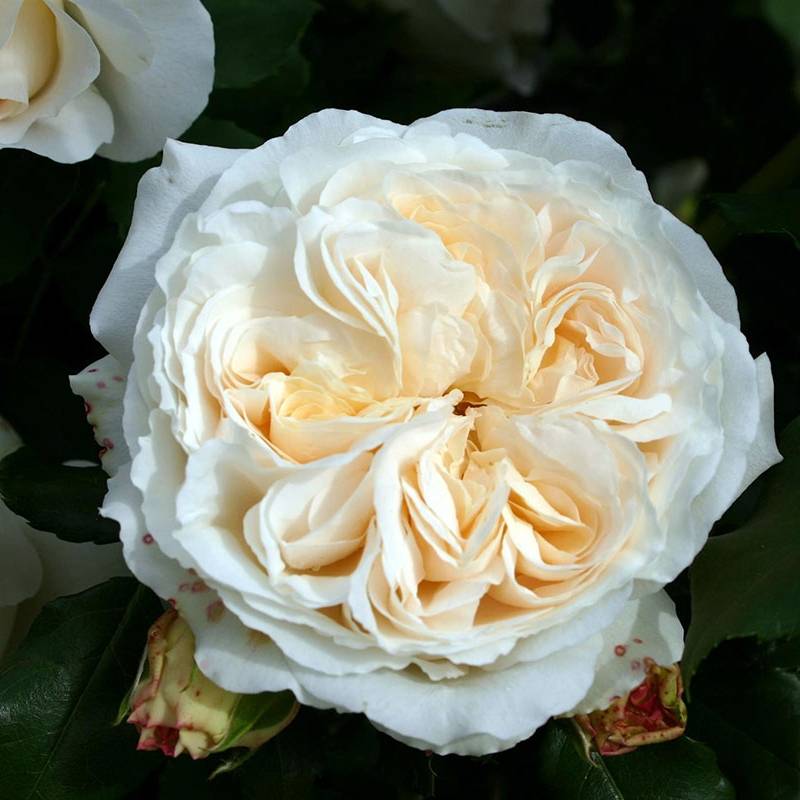 Rosa Kosmos Racines nues en motte