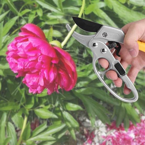Sécateur Jardinage Acier Carbone 20cm Coupe Branches Fleurs - Living123 - Image 5