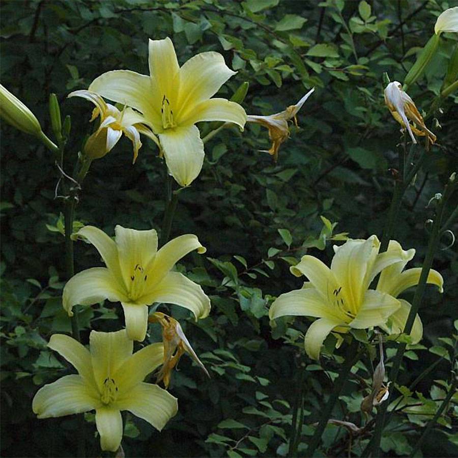 Promesse de Fleurs - Hémérocalle Shooting Star - Lis d'un jour jaune clair à reflets verts. Godet de 8/9 cm