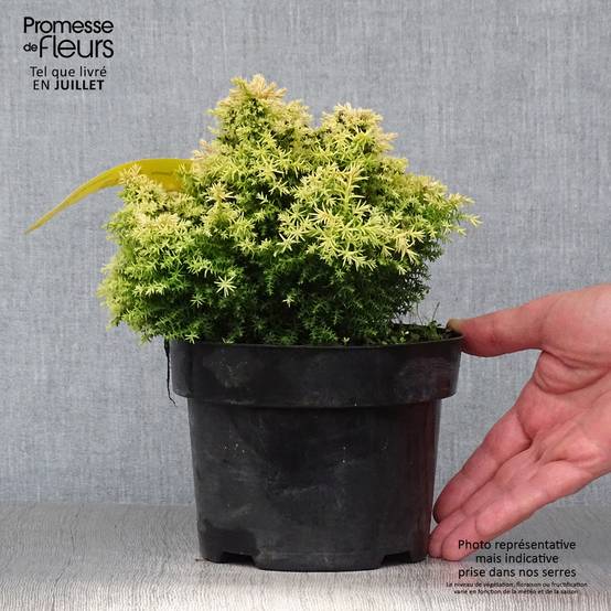Cryptomeria japonica Twinkle Toes Pot de 2L/3L - Image 2