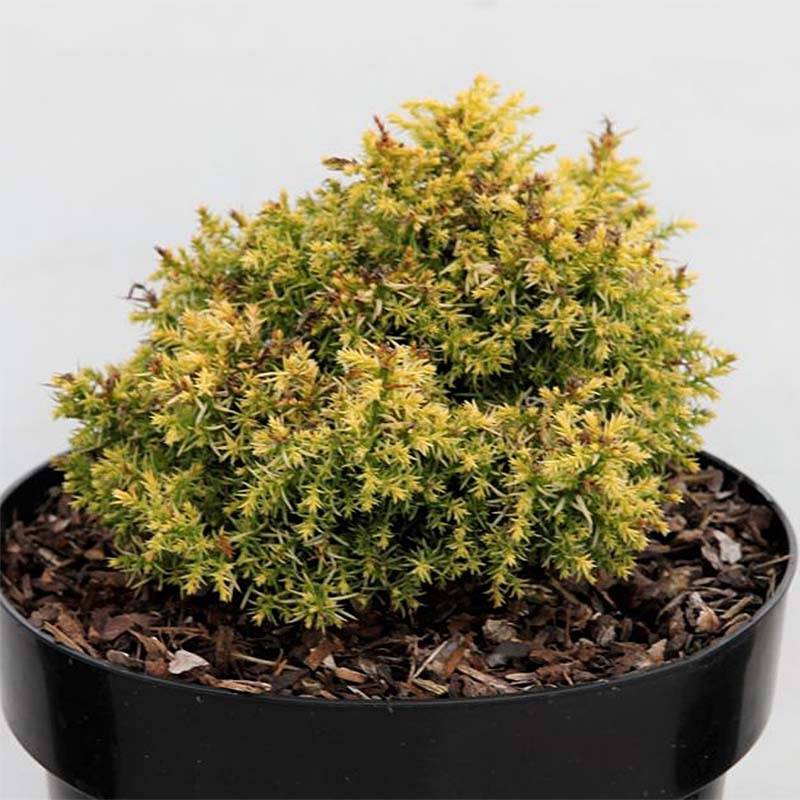 Cryptomeria japonica Twinkle Toes Pot de 2L/3L - Image 1
