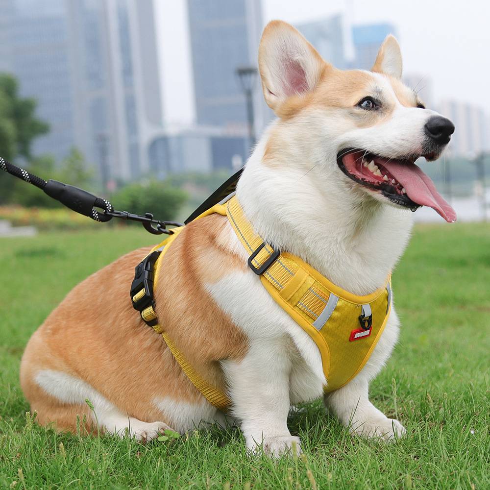 Harnais réfléchissant pour chien xl - IntiMeg - Image 5
