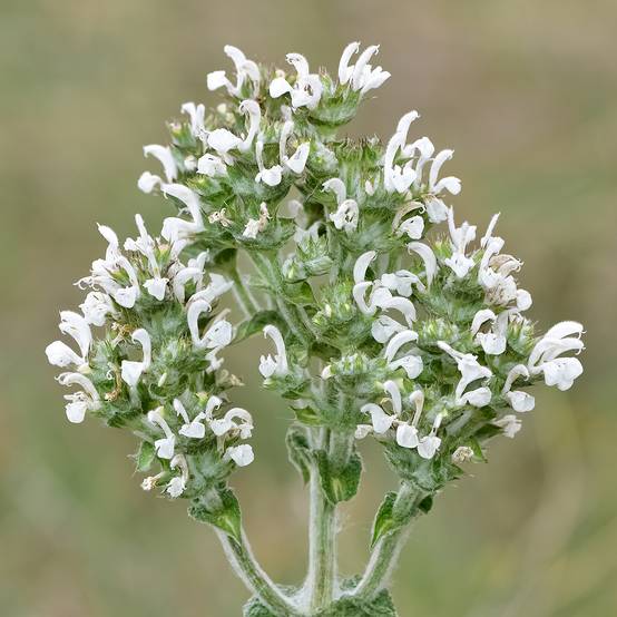Promesse de Fleurs - Salvia aethiopis - Sauge d'Ethiopie Godet de 8/9 cm