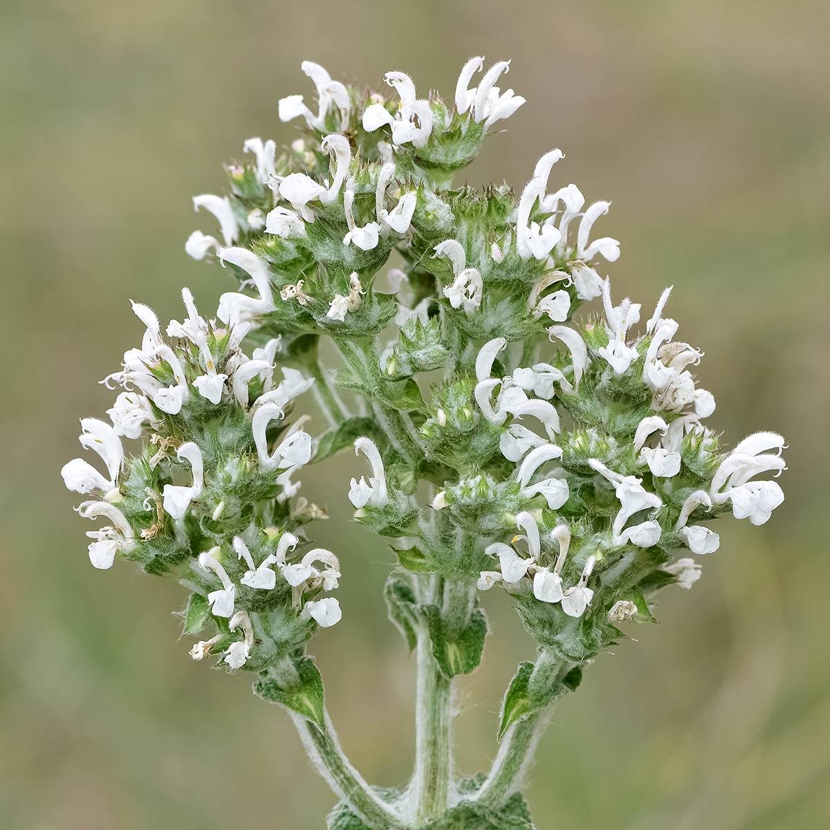 Promesse de Fleurs - Salvia aethiopis - Sauge d'Ethiopie Godet de 8/9 cm