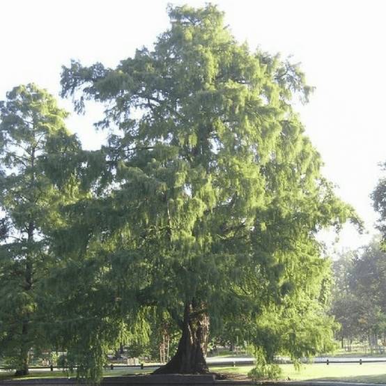 Cyprès Chauve (Taxodium Distichum) - Godet - Taille 30/50cm - Pépinières Naudet - Image 2