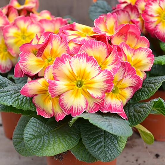Promesse de Fleurs - Primevère Cabaret Bicolour Rose et Yellow - Primula acaulis Mini-motte Ø 1,5/2,5 cm