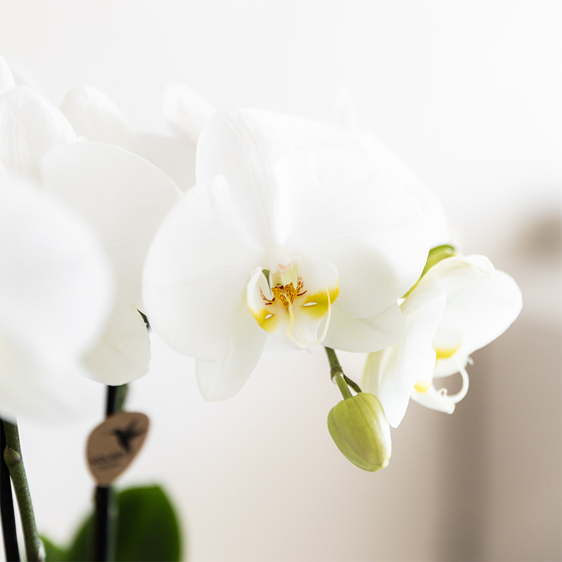 Orchidée Phalaenopsis blanche - avec plante verte et cache-pots - Pot de 9cm - Plantes d'intérieur - Image 3