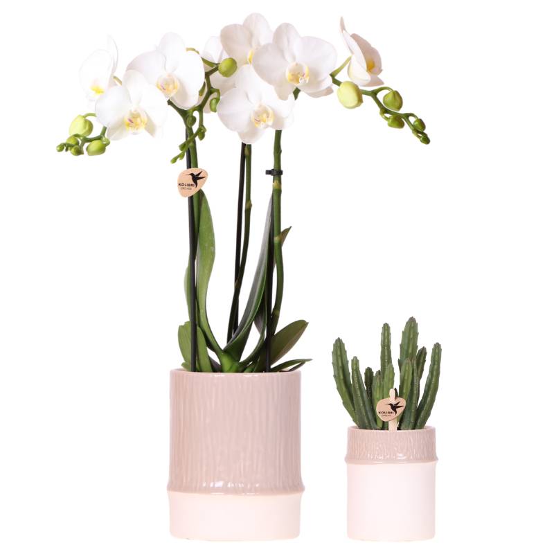 Orchidée Phalaenopsis blanche - avec plante verte et cache-pots - Pot de 9cm - Plantes d'intérieur - Image 1