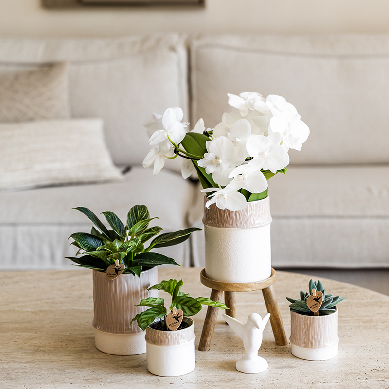 Orchidée Phalaenopsis blanche - avec plante verte et cache-pots - Pot de 9cm - Plantes d'intérieur - Image 2