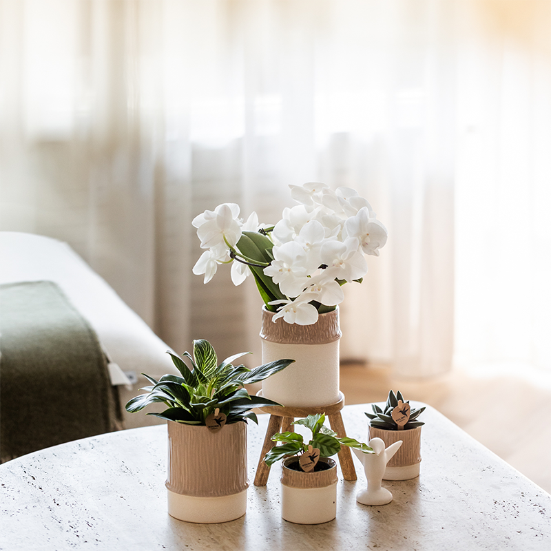 Orchidée Phalaenopsis blanche - avec plante verte et cache-pots - Pot de 9cm - Plantes d'intérieur - Image 4