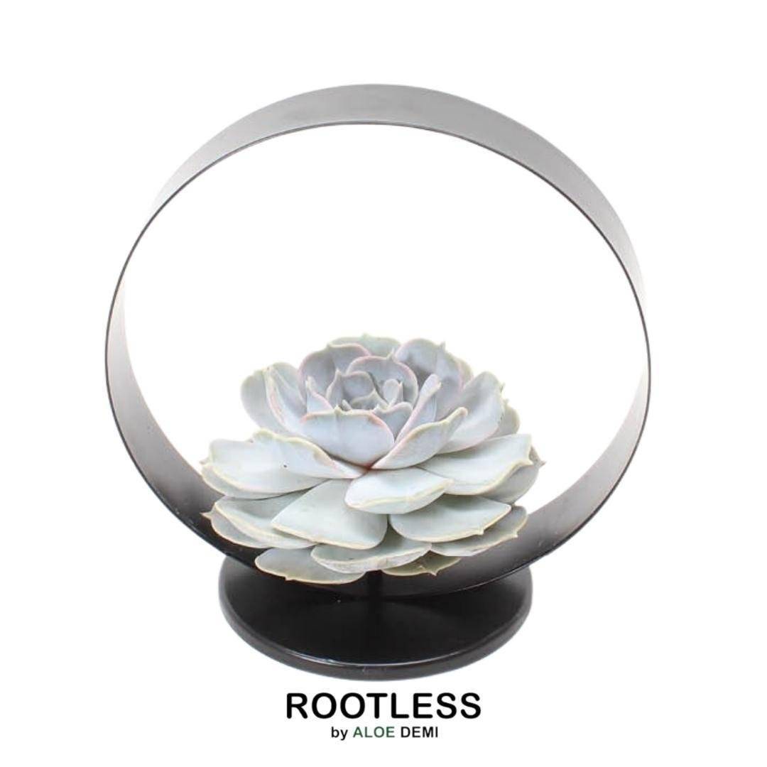 Echeveria Lilacina Sans Racines sur Support Noir- La Green Touch - Image 1